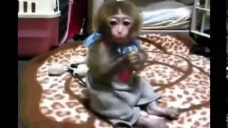 Смешное видео   Приколы с животными Обезьянки