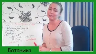 Корень. Функции и виды корней.