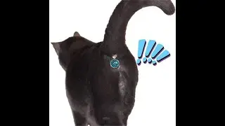 Twinkle Tush: Cat Butt Jewel