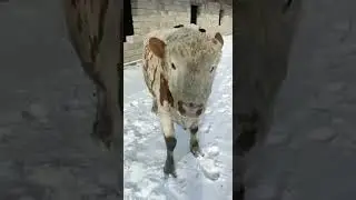 большой бык