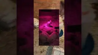 Павлин в домашних условиях. часть-4. Павлину 3 недели.