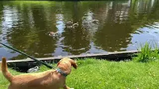Ducks in the Park