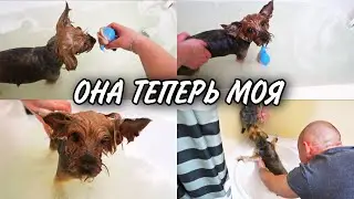 Йорк не хочет вылазить из ванной из-за игрушки