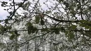 №289 Пение птиц и начало цветения яблонь. Май. Утро.