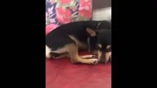 Lulu ashamed
