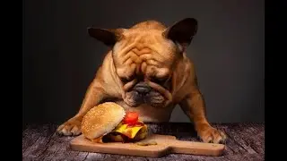 20 Foods You Should NEVER Feed Your Dog! (Shocking Risks You NEED to Know)  #DogSafety #PetCare
