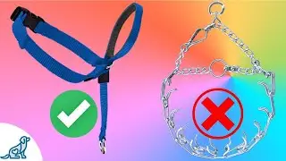 Is A Gentle Leader Better Than A Prong Collar For Stubborn Dogs?