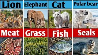 Each ANIMALS And Their Most Favorite food|Animals Favorite food? Comparison 🐕😾🦁🐘🐻🐅🐒🐐🐃🦜