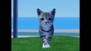 Cat Dance1