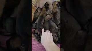 Наши уголечки❤️ щенки малинуа, есть свободные 🔥