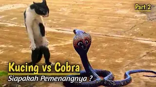 Merinding !!! Pertarungan Sengit Kucing Versus Ular