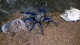 C.lividus mating ex H.lividum