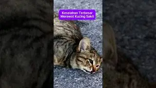 KESALAHAN FATAL DALAM MERAWAT KUCING SAKIT - cara agar kucing sakit mau makan #dhyonlee