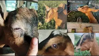 ВЫЛЕЧИЛ БЕЛЬМО У 2 КОЗ