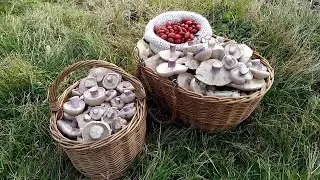 NATIVE LAND HAS GIFTED MUSHROOMS!!!! Mushroom picking on November 9, 2021.