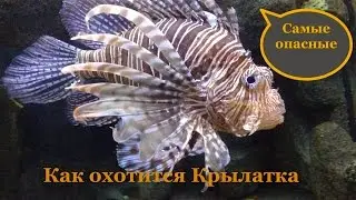 Крылатка. Самые  опасные и ядовитые. Как охотится Крылатка.