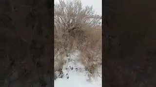 Охота на заяц