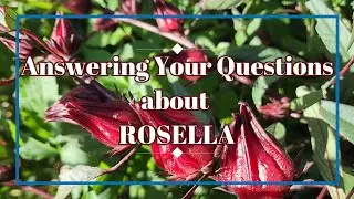 Everything You Wanted to Know about Rosella - Answering Most Asked Questions #rosella #rarefruits