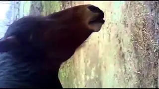 Попробуй не заржать!!! Животные Ржут Как Ослы, угар!!!