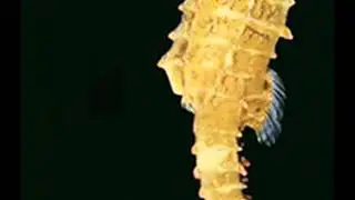 Hello seahorse Bestia Letra