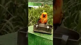 indore parrot house bird