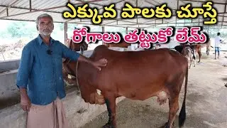 different types of cows dairy farm in telugu/ఎక్కువ పాలుకు చూస్తే,వాటి రోగాలు తట్టుకోలేము