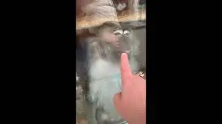 Зоопарк «Лесная сказка» нашими глазами#алтайскийкрай #барнаул #зоопарк #леснаясказка #животные
