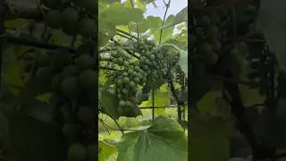 Grapes Growing On A Cattle Panel Trellis #shorts #gardening #hobbyfarm