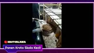 Panen Kroto Skala Kecil ✅ bisnis sampingan yang Menggiurkan 😱