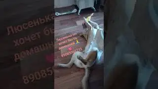Ростов-на-Дону #оченьхочудомой#собакадругчеловека #ищудом .
