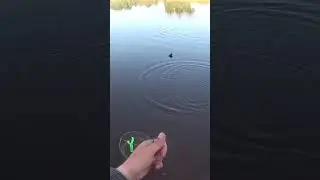 ПОДЛЕЩИК НА ЧЕРНОМ ОЗЕРЕ  #рыбалка