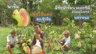 Community way of life EP6 Take a taste of guava with red filling from Taiwan.organic garden.#jangwa