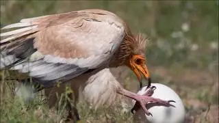 Alimoche rompiendo huevo de avestruz