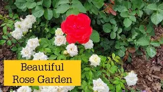 Discovering The Beauty Of Lake Harriet's Rose Garden In Minneapolis