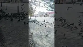 Голуби