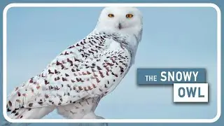 Snowy Owls on the Decline: Addressing Conservation Challenges