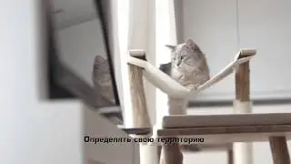 Royal Canin. Кошки, которые живут в помещении