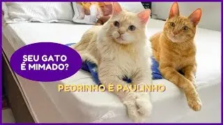 SEU GATO É MIMADO?