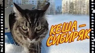 Мой кот Кеша – настоящий сибиряк!