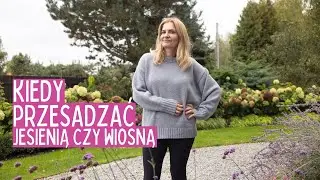 Kiedy przesadzać trawy i byliny? Zobacz, co sprawdza się najlepiej! Prace ogrodowe w październiku