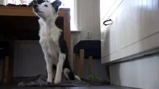 Puppy Dinner Dance