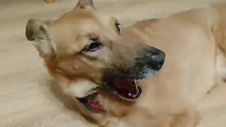 РЫЖАЯ СОБАКА ПОЗДРАВЛЯЕТ ВСЕХ С НОВЫМ ГОДОМ!!!