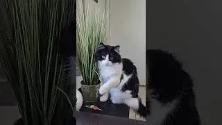 Pixel playing with potted fake
