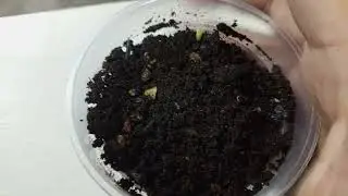 Sembrando semillas de cactus de paquete parte 2