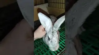 Шалунья научилась хрюкать 