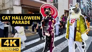 TOKYO, JAPAN 🇯🇵 [4K] Cat Halloween Parade — BAKE NEKO Festival — OCTOBER 2024