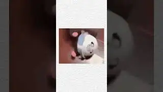 Коротко о Сансе