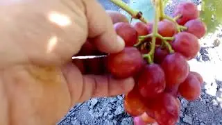 Виноград  Гамлет - 2018 год