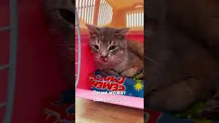 Шалфею очень плохо…