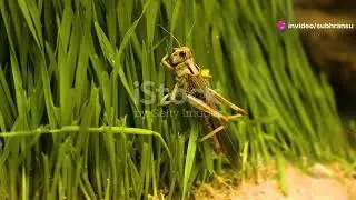 Tales of Wisdom The Fox and the Grapes & The Ant and the Grasshopper